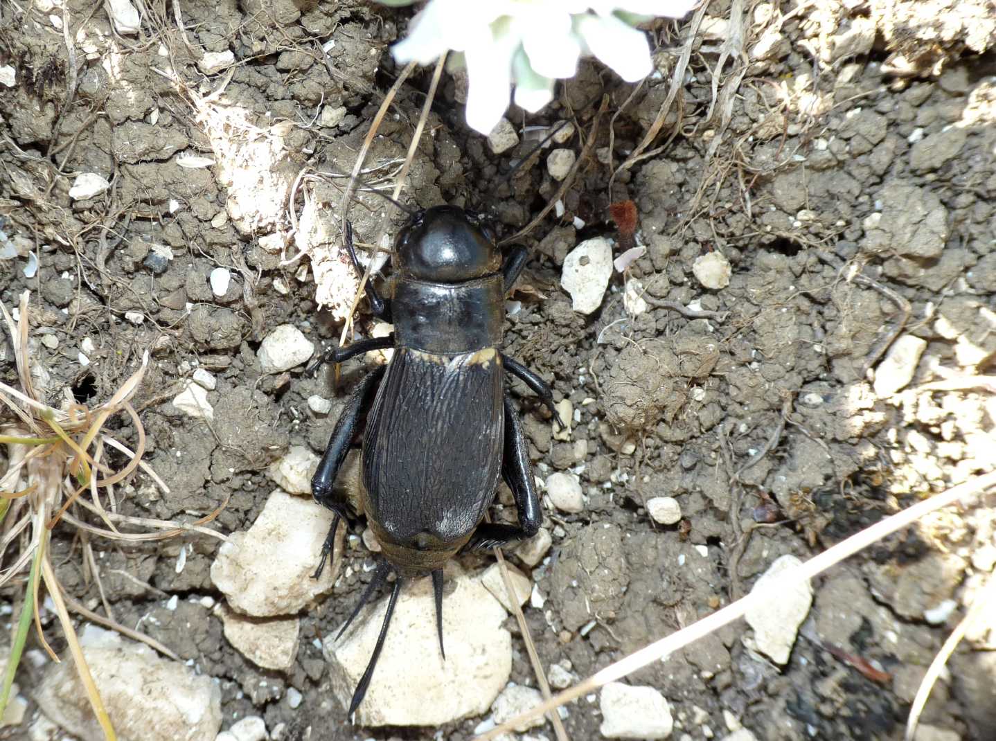 Grilli della Tolfa: Gryllus campestris